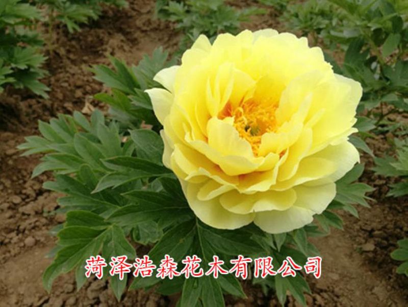 芭茨菈